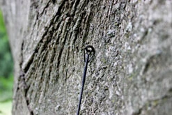 Ashima FFX-F 12ft 1,50lb -Exporteren Vis Kunsten Winkel 005d0d6366159e5f